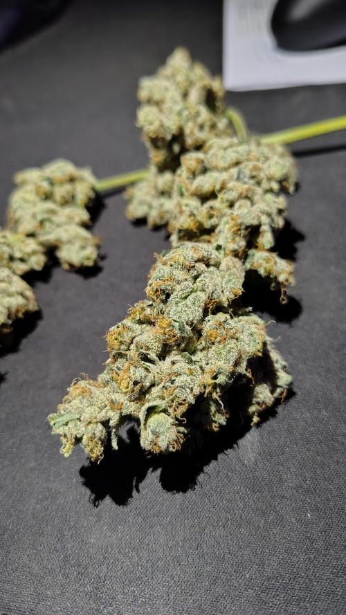 RS11 x Banana OG. Week 15 - ✂️🌸Final Flower Development & Resin Coverage