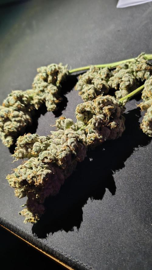 RS11 x Banana OG. Week 15