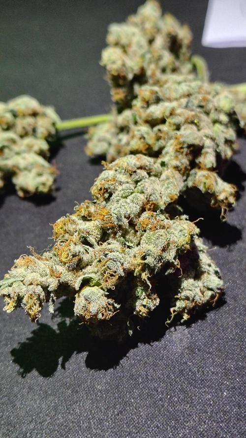 RS11 x Banana OG. Week 15