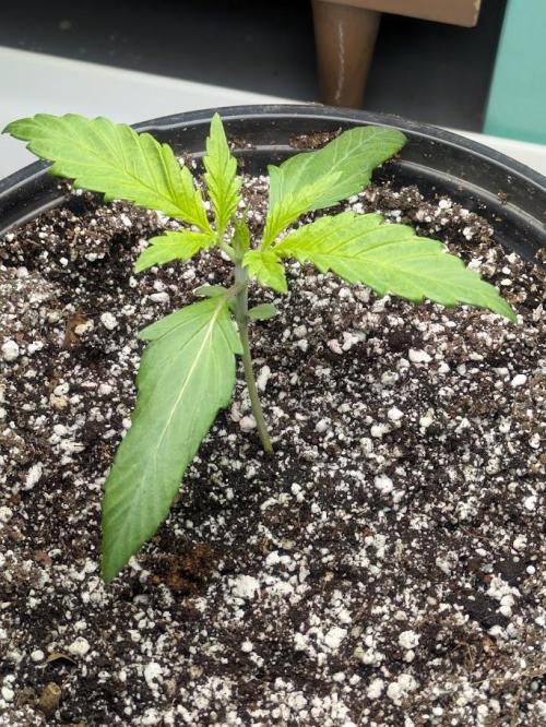 Durban Dew. Week 3
