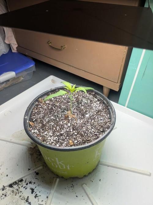 Durban Dew. Week 3