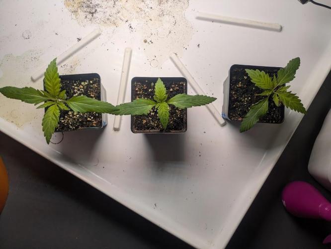 Durban Dew. Week 3