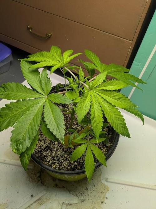 Durban Dew. Week 5