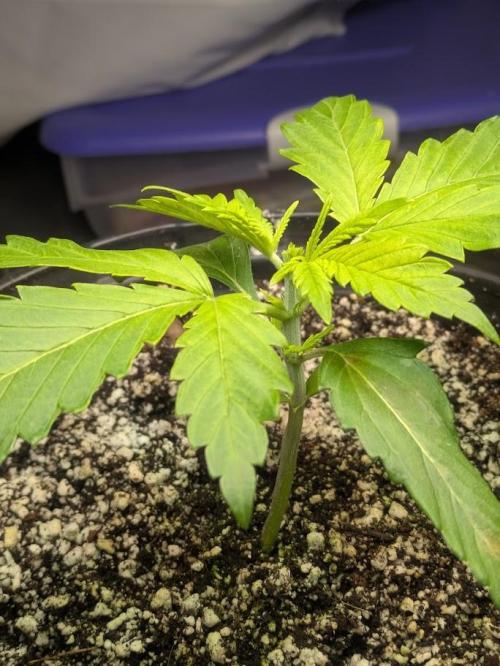 Durban Dew. Week 5 - 2.23.26