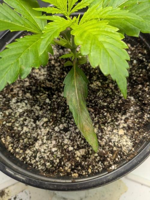 Durban Dew. Week 5 - 2.25.26