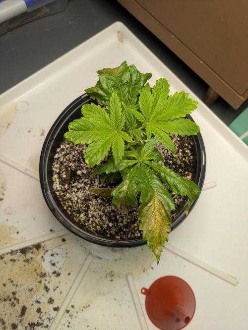 Durban Dew. Week 5 - 3.2.26