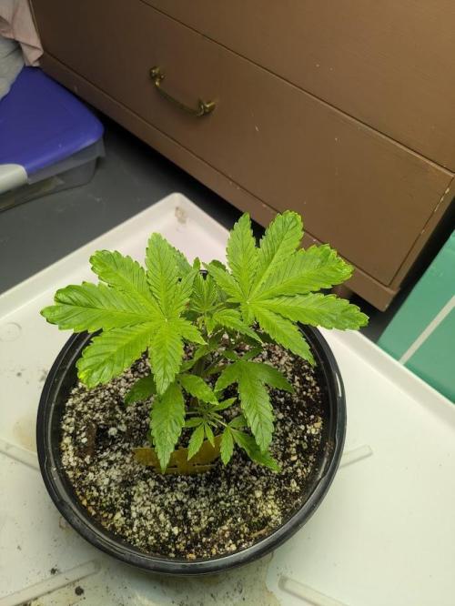 Durban Dew. Week 5 - 3.3.26