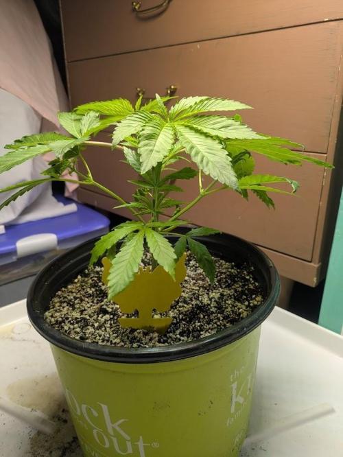 Durban Dew. Week 5 - 3.7.26