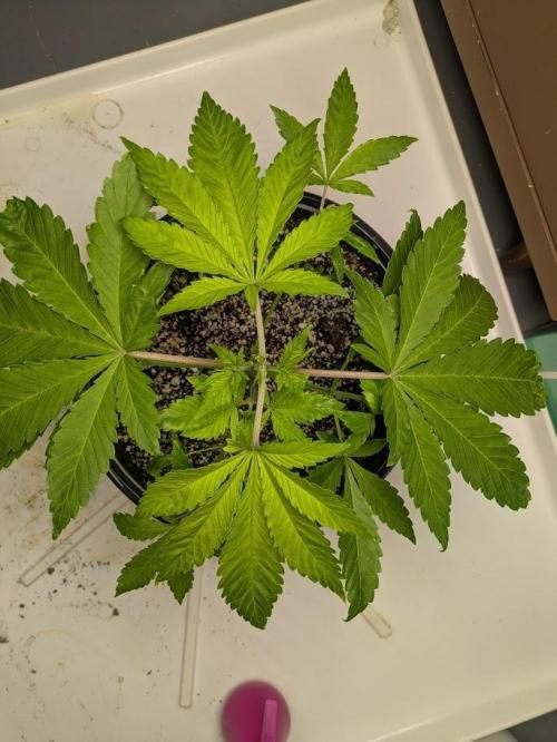 Durban Dew. Week 5 - 3.7.26