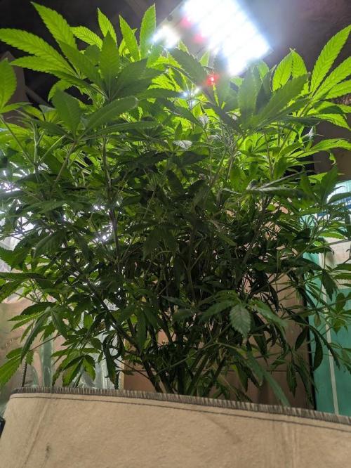 Durban Dew. Week 13