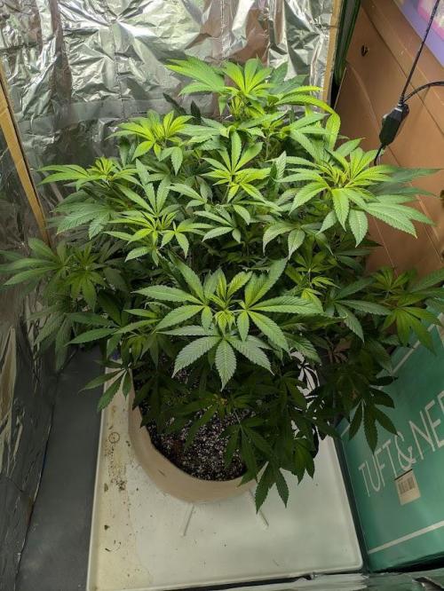 Durban Dew. Week 13