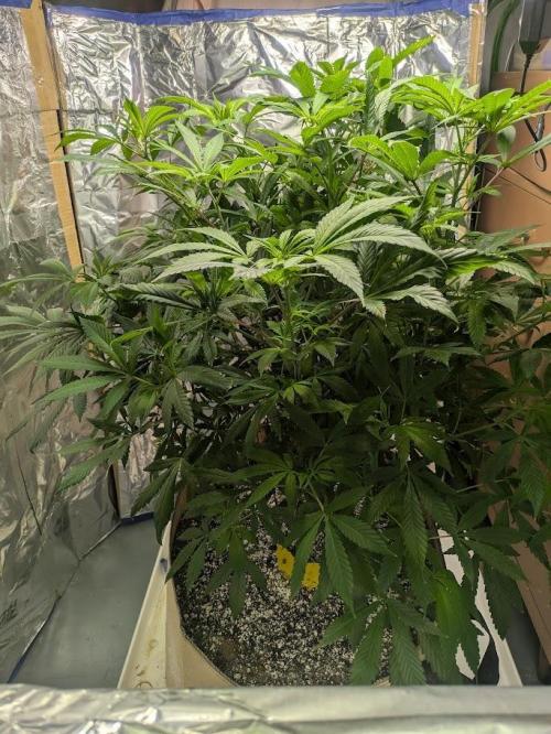 Durban Dew. Week 13