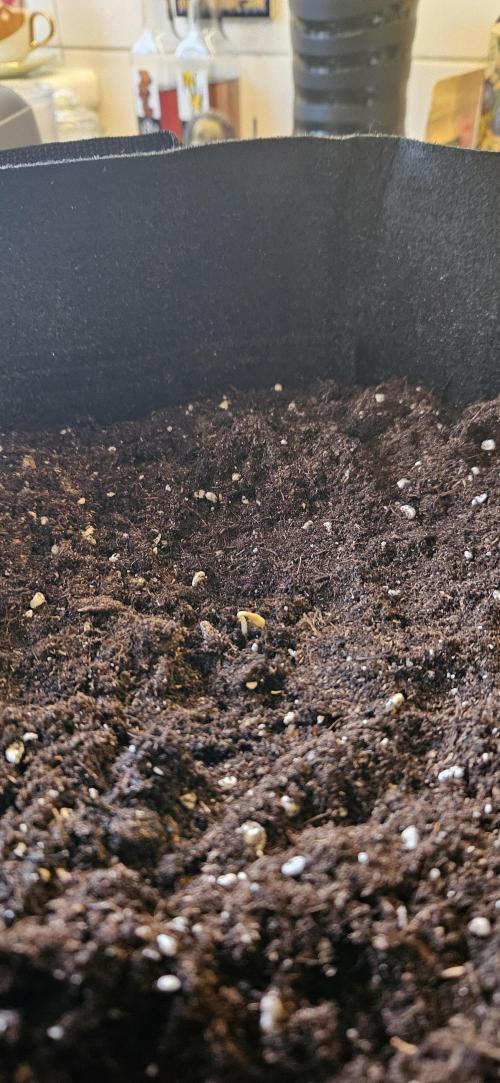 Ghost Train Haze + Blueberry Muffin auto. Week 0