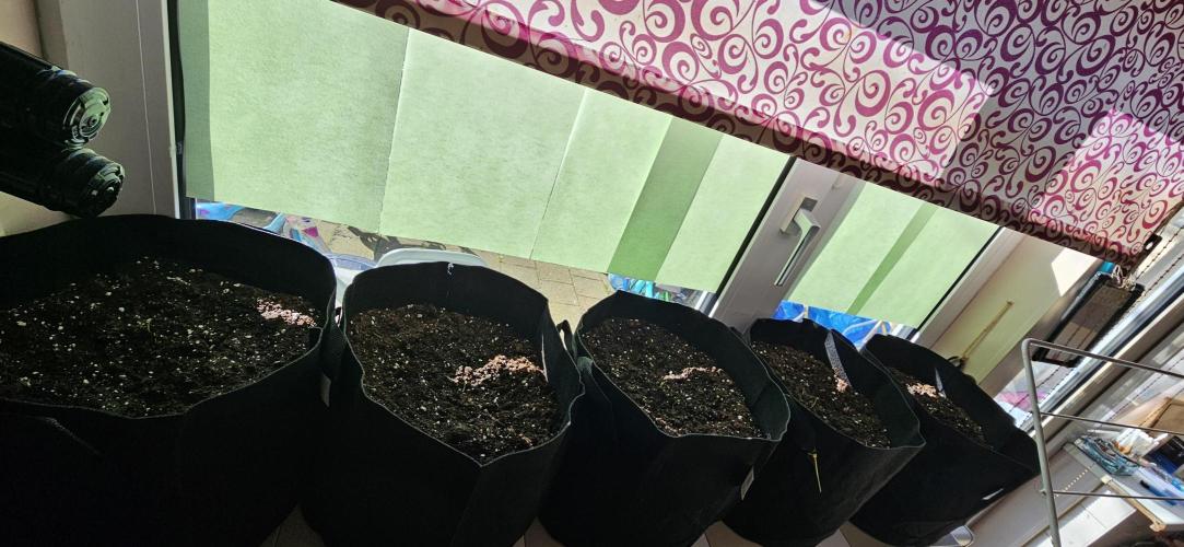 Ghost Train Haze + Blueberry Muffin auto. Week 0