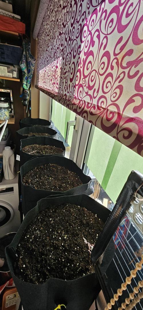 Ghost Train Haze + Blueberry Muffin auto. Week 0