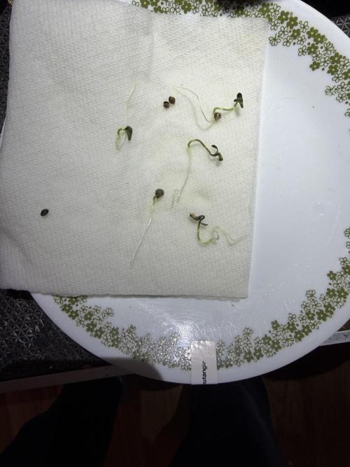 Tropical Cooler, Orangutangie AtlasSeeds. Week 0