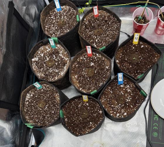 Tropical Cooler, Orangutangie AtlasSeeds. Week 0 - 1 Gal VIVOSUN Velcoro pots
Coco/perilite