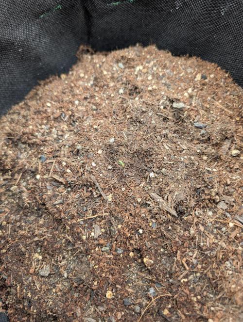 Rainbow Sherbet. Week 1