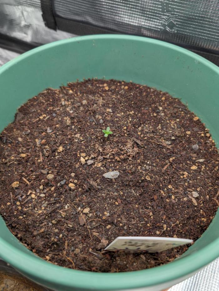 Blue Dream. Week 1