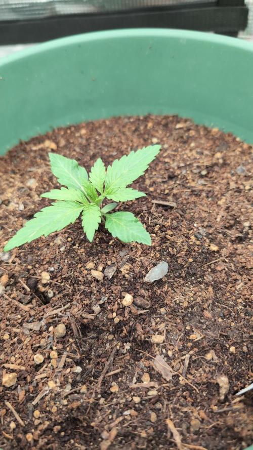 Blue Dream. Week 2