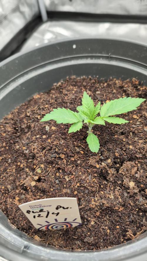 Purple Punch. Week 2