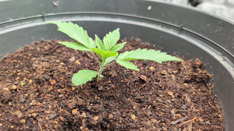 Purple Punch. Week 2