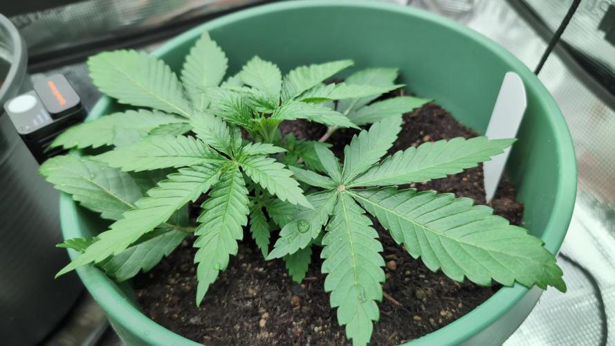 Blue Dream. Week 3