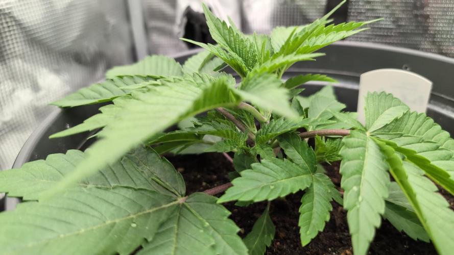 Purple Punch. Week 3