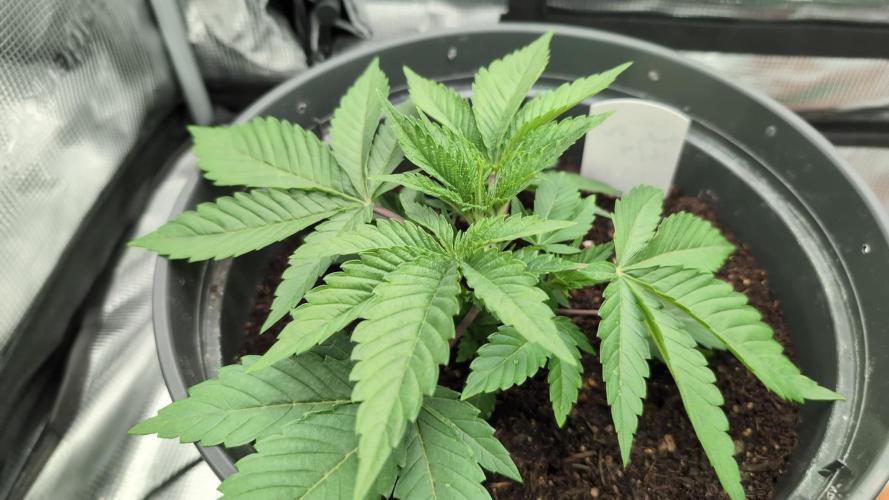 Purple Punch. Week 3