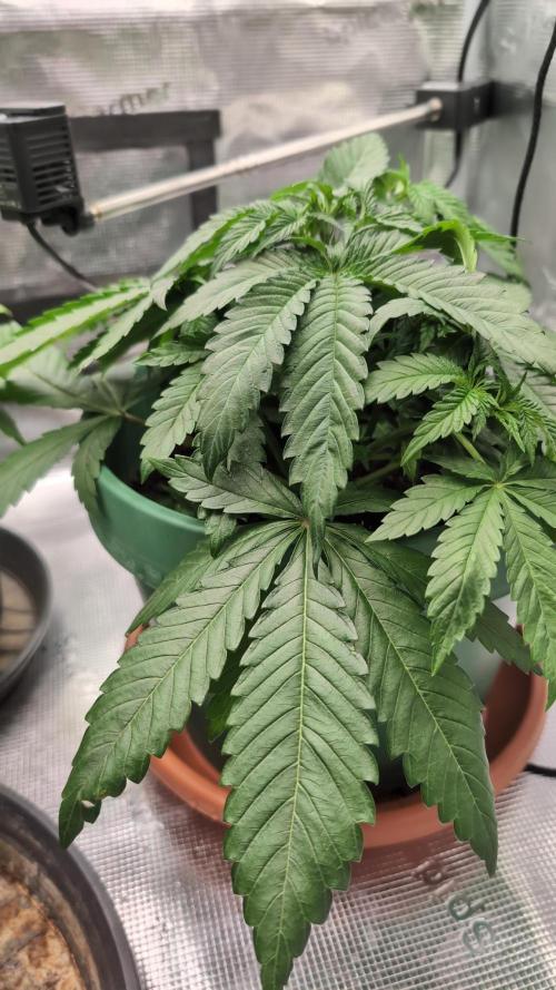 Blue Dream. Week 4