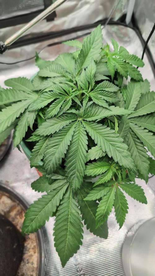 Blue Dream. Week 4