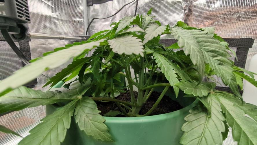 Blue Dream. Week 4