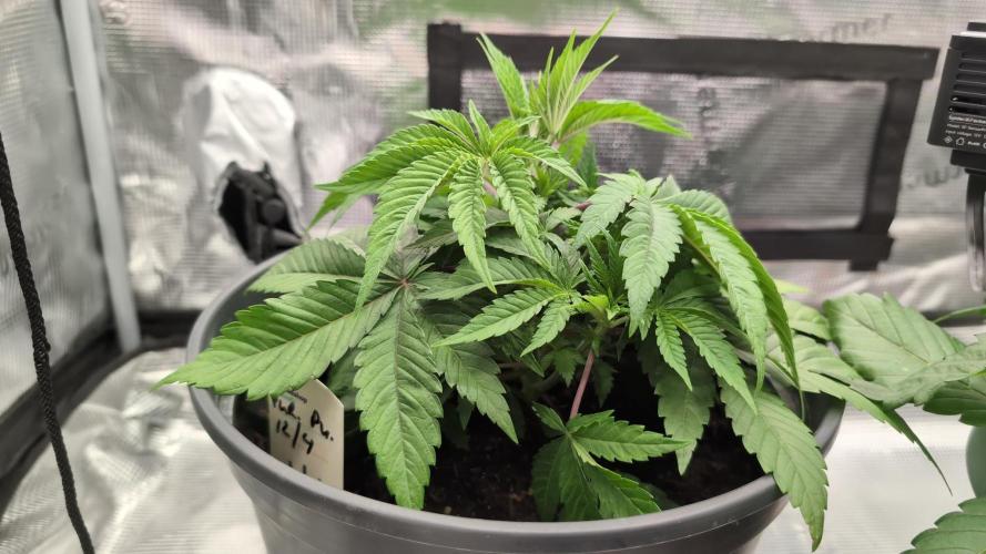 Purple Punch. Week 4