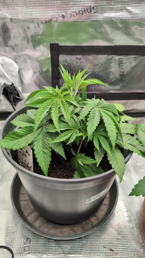 Purple Punch. Week 4