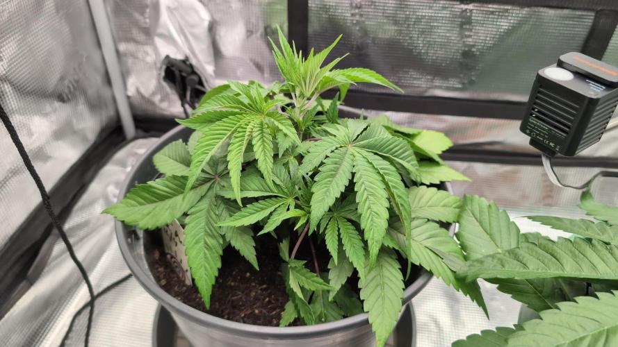 Purple Punch. Week 4