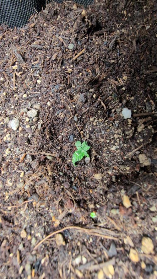 Auto Desfran. Week 1