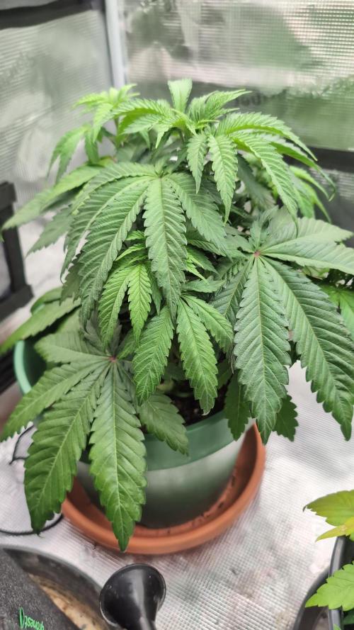 Blue Dream. Week 5