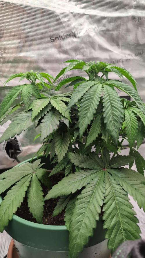 Blue Dream. Week 5