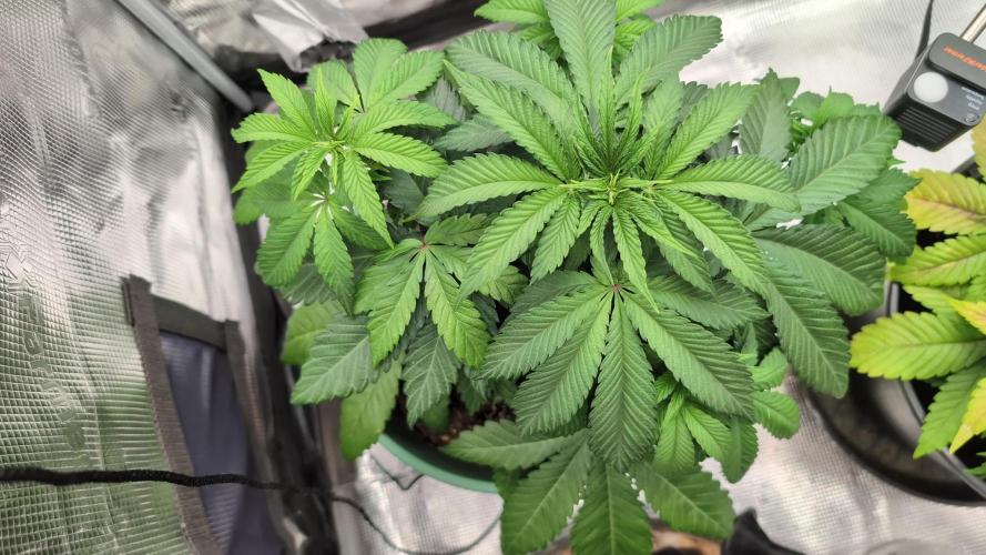 Blue Dream. Week 5