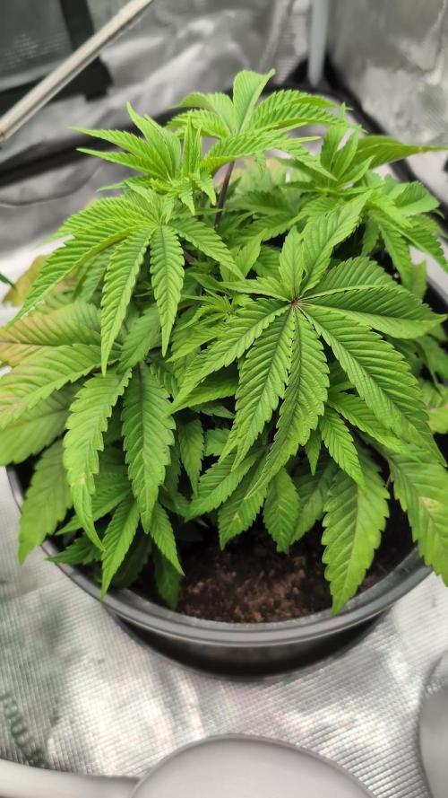 Purple Punch. Week 5