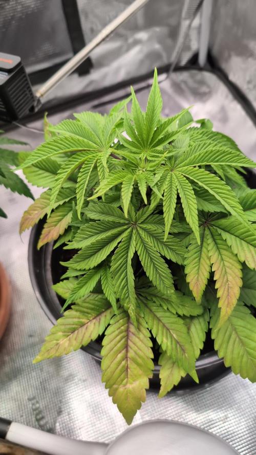 Purple Punch. Week 5