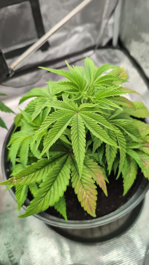 Purple Punch. Week 5