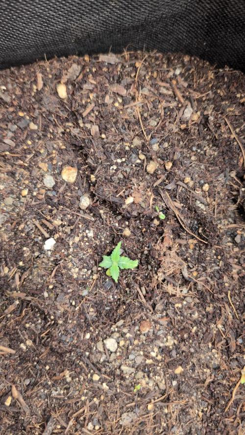 Auto Desfran. Week 2