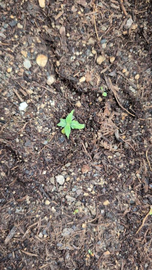 Auto Desfran. Week 2
