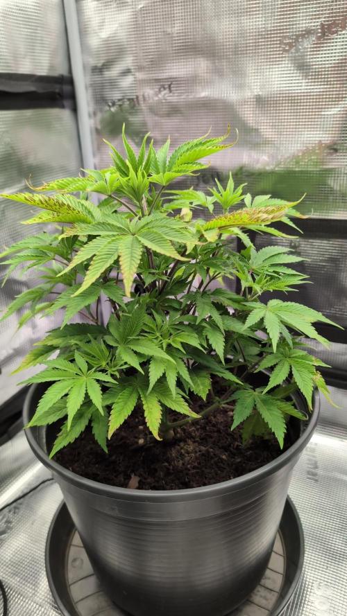 Purple Punch. Week 6