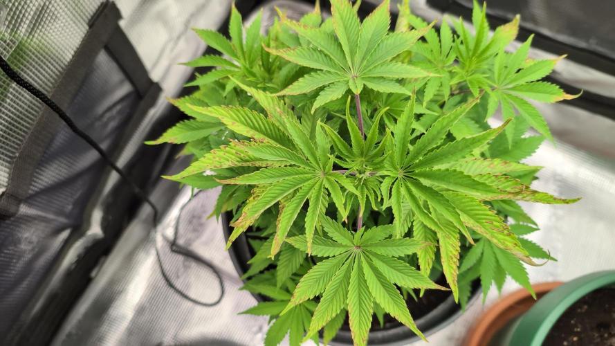 Purple Punch. Week 6