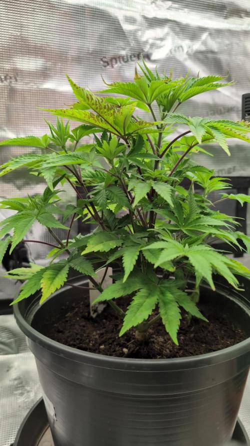 Purple Punch. Week 6