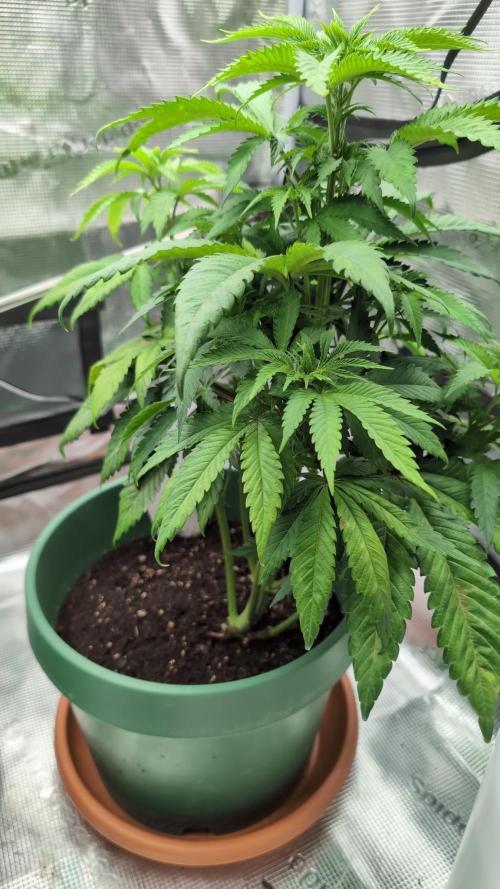 Blue Dream. Week 6