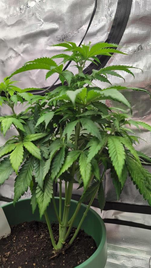 Blue Dream. Week 6