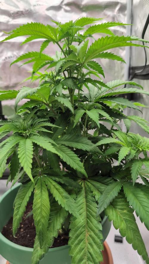 Blue Dream. Week 6